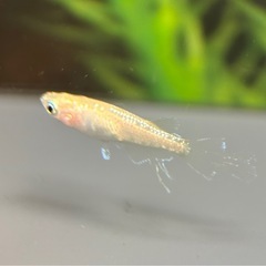 【決まりました】エルダーフラワー(スワローめだか)若魚の画像