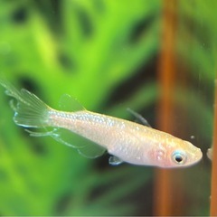 【決まりました】エルダーフラワー(スワローめだか)若魚の画像