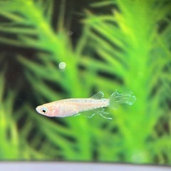 【決まりました】エルダーフラワー(スワローめだか)若魚の画像