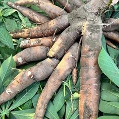 ⑬最終‼️【小さな農家直送】キャッサバ（cassava・mand...
