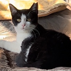甘えん坊の美猫ちゃん　