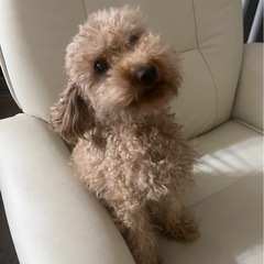 里親募集します。