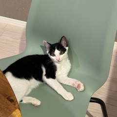 【里親募集】黒白 3ヶ月 子猫