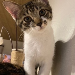 遊ぶの大好きなメス猫ﾁｬﾝ
