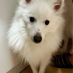 2歳の元気な男の子(スピッツ)