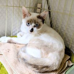 お顔のインパクト大です！タルルちゃん譲渡会に出ます♪