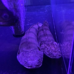 エンドリケリー セミショート 35cm±の画像