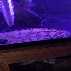 エンドリケリー セミショート 35cm±の画像