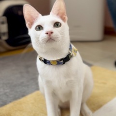 真っ白なサスケくん🤍