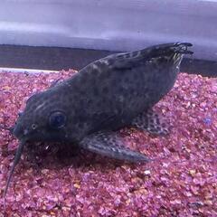 シノドンティス　エプタルス
