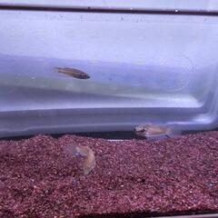 ワイルドベタ シンプレックスType2の画像