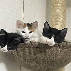 あまえんぼうの３兄弟♡里親募集中！