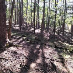 低山ハイク ,森遊び  きのこ狩り Forest ｗalking, 