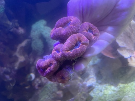 マルハナガタサンゴ