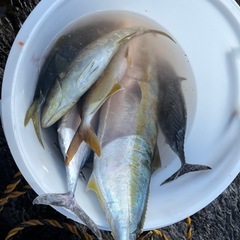 一緒に釣り行きませんか？ - 隠岐郡