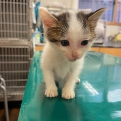😼ほごねこ譲渡会のお知らせ😺 - 熊本市