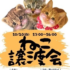 😼ほごねこ譲渡会のお知らせ😺