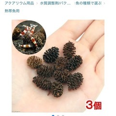 ヤシャブシの実 シュリンプや魚類、工作などに