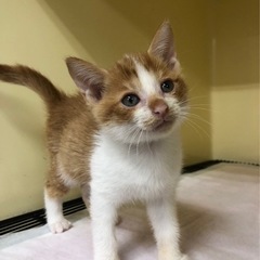 😼ほごねこ譲渡会のお知らせ😺 − 熊本県