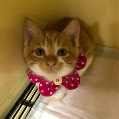 😼ほごねこ譲渡会のお知らせ😺 - その他