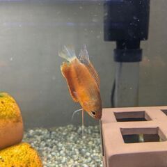 【受け渡し手続き中】レッドグラミー