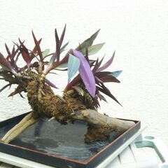 枯れ木にムラサキオモト