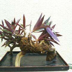 枯れ木にムラサキオモトの画像