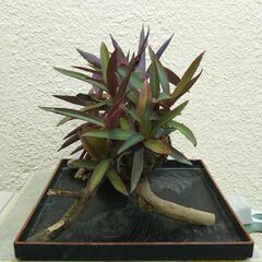 枯れ木にムラサキオモトの画像