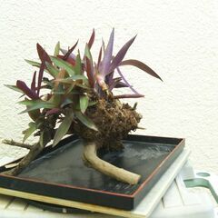 枯れ木にムラサキオモトの画像
