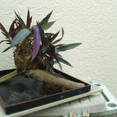 枯れ木にムラサキオモトの画像