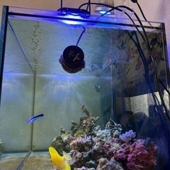 海水魚、サンゴ水流ポンプの画像