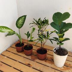 【💖Thankyou💖】🌱植物4点セット🌱