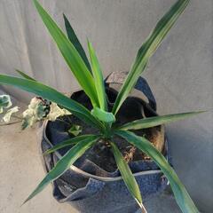 ユッカ　観葉植物