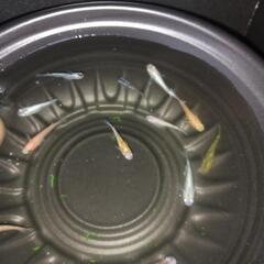 10/20めだか販売の画像