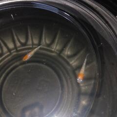 10/20めだか販売の画像