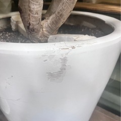 観葉植物　ドラセナカンボジアーナ　希少種の画像
