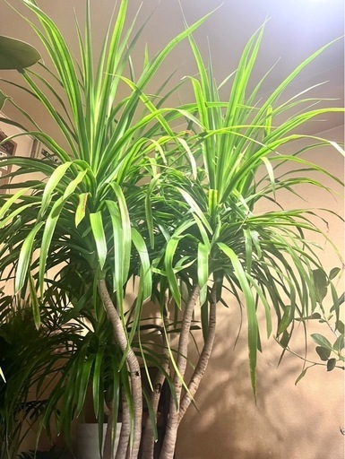 観葉植物　ドラセナカンボジアーナ　希少種