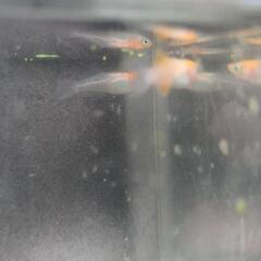 ハイビスカスメダカ１ペア+おまけ