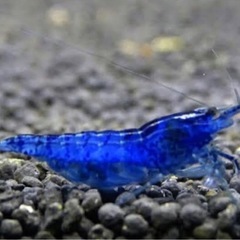 ①セール　ベルベットブルーシュリンプ　ダークブルー　セール