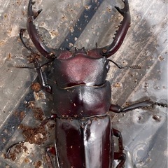 フォルスターフタマタクワガタ　幼虫