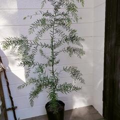 【人気希少樹木】Acacia fimbriata 黄花の美花！　実生の選別個体！の画像