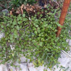 ワイヤープランツ　お話し中