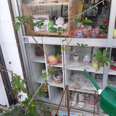 カナメ　お譲り致します