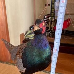 雉　キジの剥製　　の画像