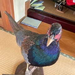 雉　キジの剥製　　の画像