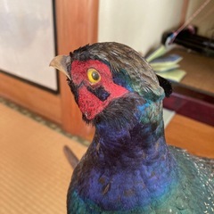 雉　キジの剥製　　の画像