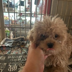 マルプーの男の子23日にトリミングしてからのお渡しです