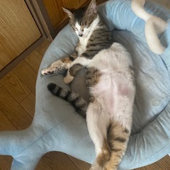 猫の親子2匹