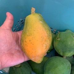青パパイヤ☆フルーツパパイヤの画像