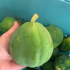 青パパイヤ☆フルーツパパイヤの画像